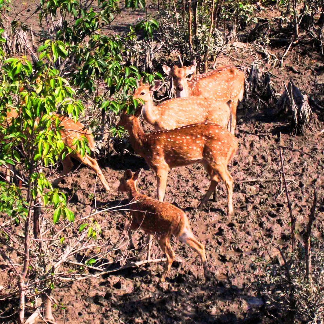 Photography of Sundarban Package