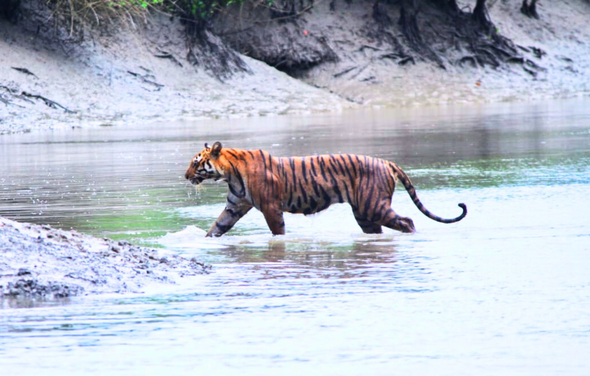 Sundarban Package Tour