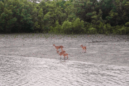 Deer on river beach in Sundarban