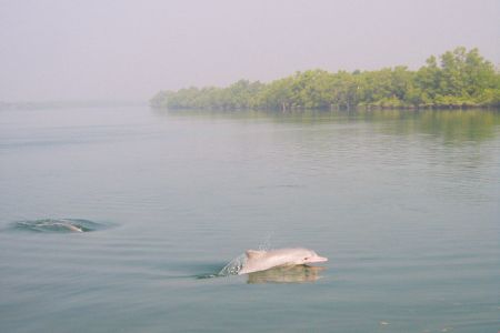 Sundarban Dolphin Tour