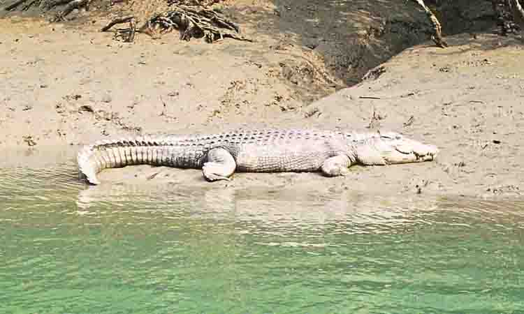Sundarban Wild Crocodile Image
