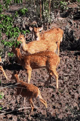 Package Trip Sundarban