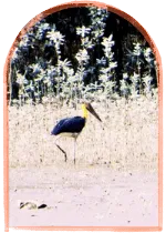Bird watching in Sundarban Eid Festival Package