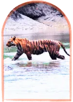 Royal Bengal Tiger habitat in Eid Festival Package tour