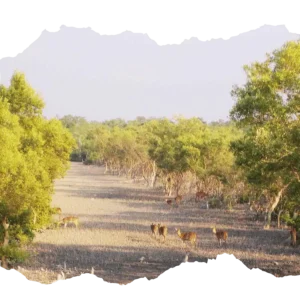 Tourists enjoying Hilsa Festival Sundarban National Park Deer