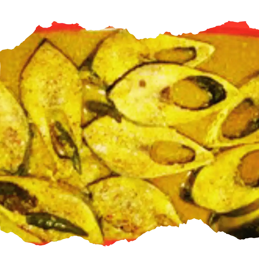 Cooking Hilsa fish in Sundarban Hilsa Festival