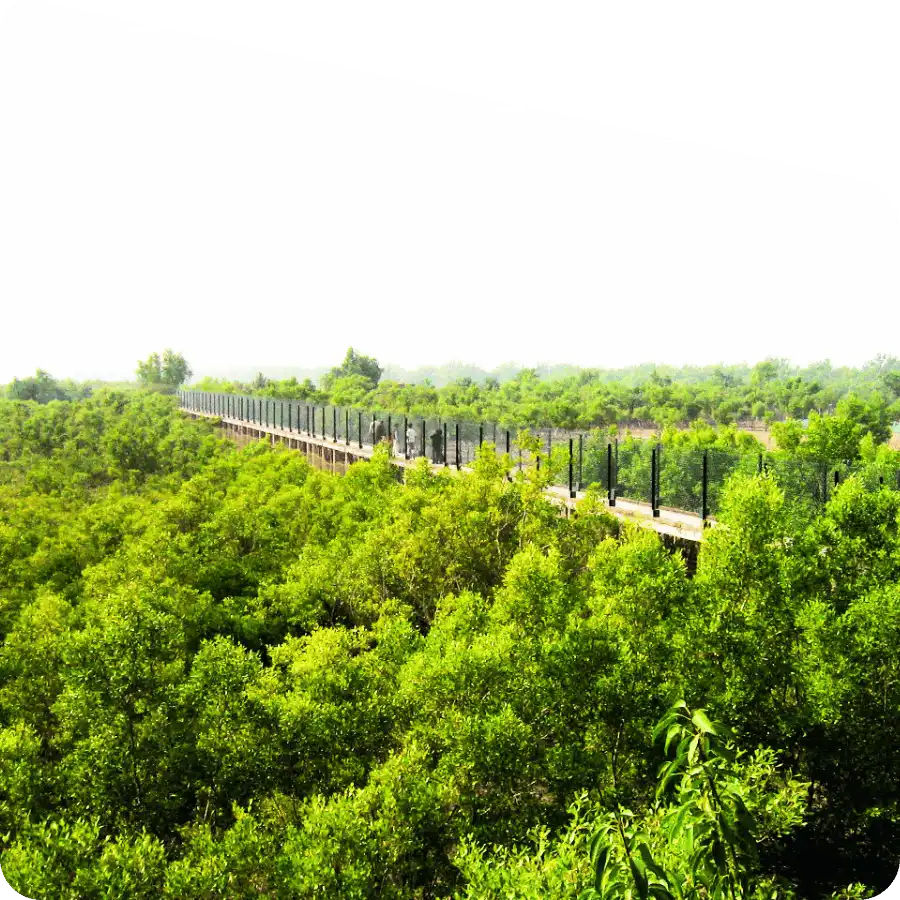Green canopy of mangrove forest trees