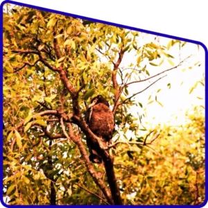 Bird watching experience in Sundarban Package Tour