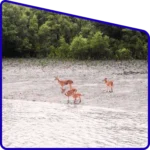 Nature landscape experienced in Sundarban Package Tour