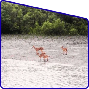 Nature landscape experienced in Sundarban Package Tour