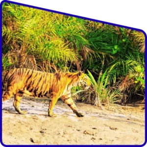 Royal Bengal tiger habitat in Sundarban Package Tour forest