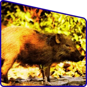 Wildlife spotting during Sundarban Package Tour safari