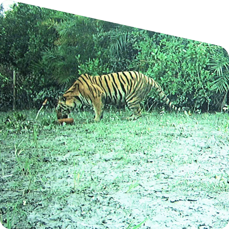 Sundarban tour operator adventure safari in mangrove forest