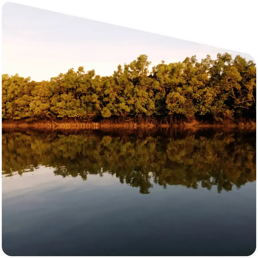 Sundarban tour operator guiding mangrove forest exploration