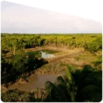 Sundarban tour operator mangrove forest safari