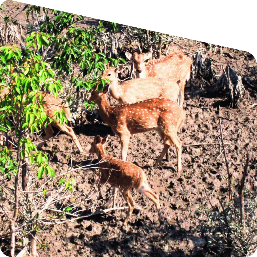 Sundarban tour operator arranging photography tour