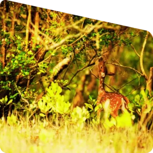 Sundarban tour operator wildlife guide explaining forest ecosystem