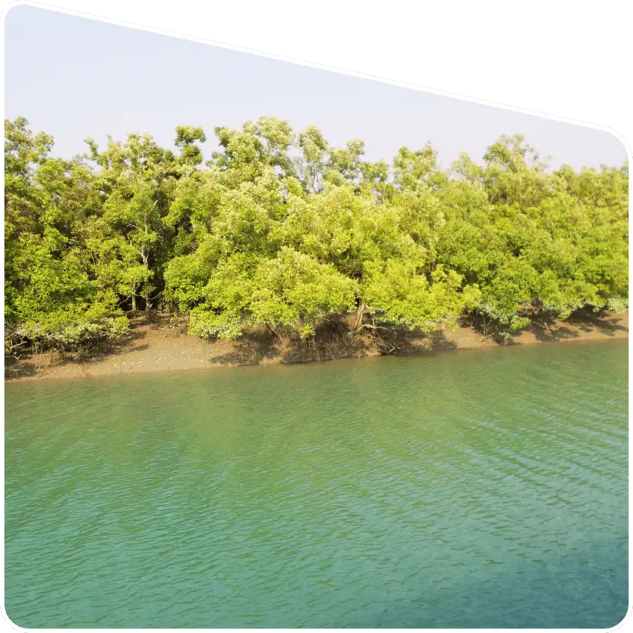 Sundarban tour organiser guiding visitors through mangrove forest