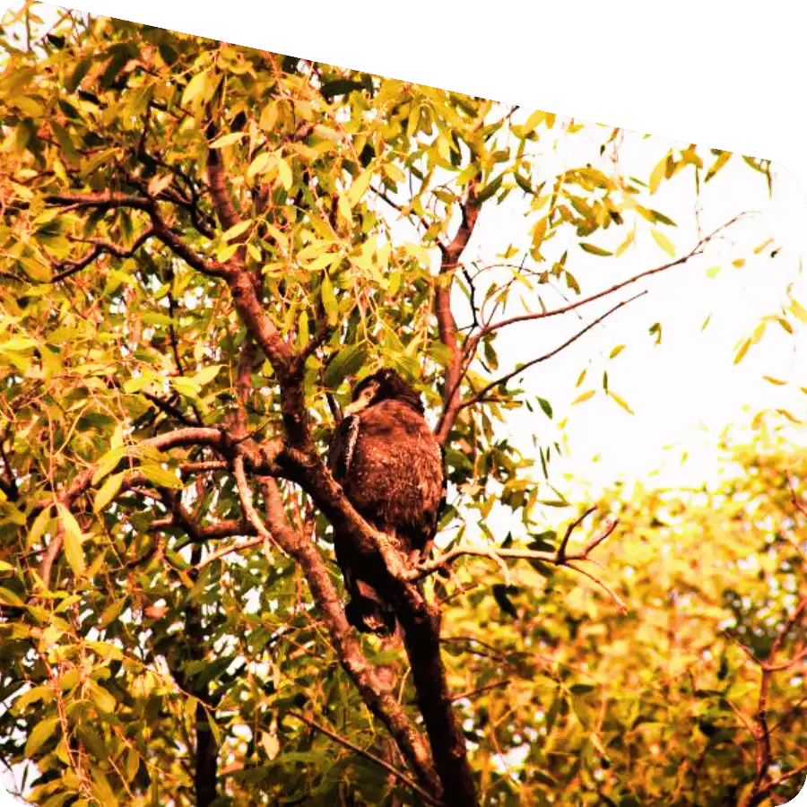 Bird watching during Sundarban nature tour