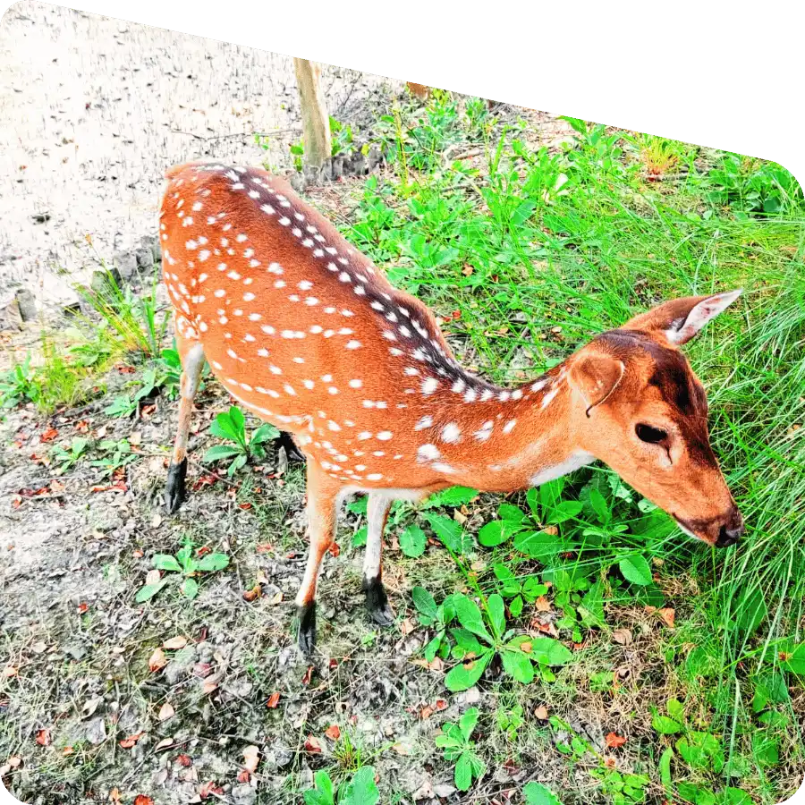 Wildlife tour with Sundarban Tour Operator