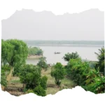 Mangrove forest view during Hilsa Festival
