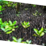 Mangrove root system geographic study