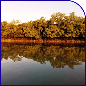 Pirkhali creek route inside Sundarban mangroves