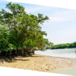 Riverine landform study in Sundarbans