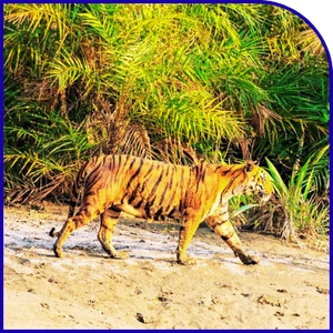 Royal Bengal Tiger zone near Sundarban watchtower