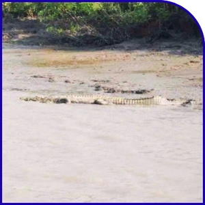 Saltwater crocodile resting beside muddy riverbank