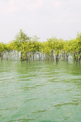 Ecology field study in Sundarban during biological excursion