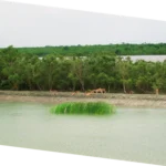 Geographic adventure tour in Sundarbans