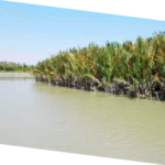 Tidal forest geography excursion