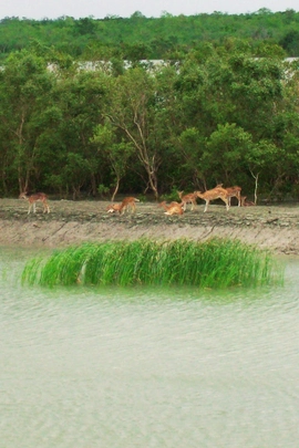 Wildlife observation during Sundarban biological excursion tour