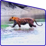 Rare wildlife sighting during Sundarban safari