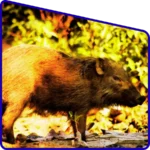 Wild boar spotted during Sundarban safari