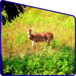 Beautiful spotted deer grazing in the green fields of Sundarban.