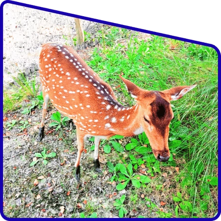 Wildlife safari experience in Sundarban Package Tour
